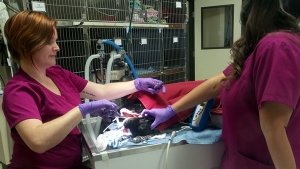 Pet Surgery - Clovis, Fresno, Sanger CA, 93611