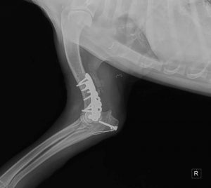 Fracture Repair - Dog - Clovis, Sanger, Fresno, CA 93611
