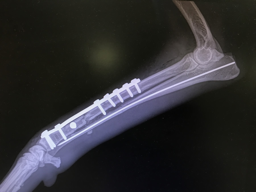 Fracture Repair - Dog - Clovis, Sanger, Fresno, CA 93611