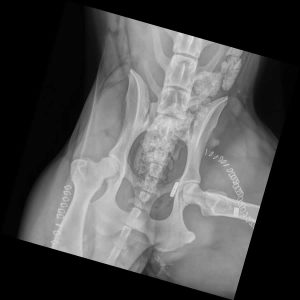 Hip Surgery - hip dislocation in dogs, cats, pets - Fresno, Sanger, Clovis, CA, 93611